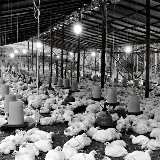 Black and white image of a large indoor poultry farm in Ecuador, showcasing numerous chickens under a shelter.