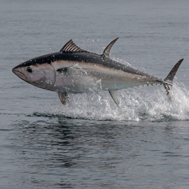 a fish is jumping out of the water