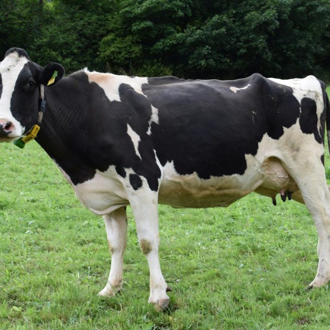 black and white cow standing on grass field